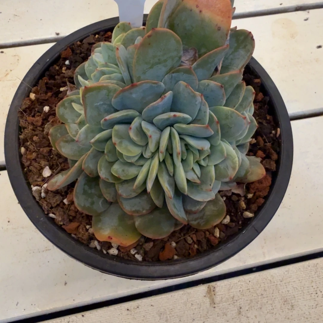 1207-33布鲁蓝甜甜圈