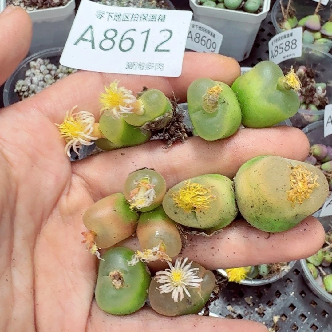 8612––零下地区需拍保温箱