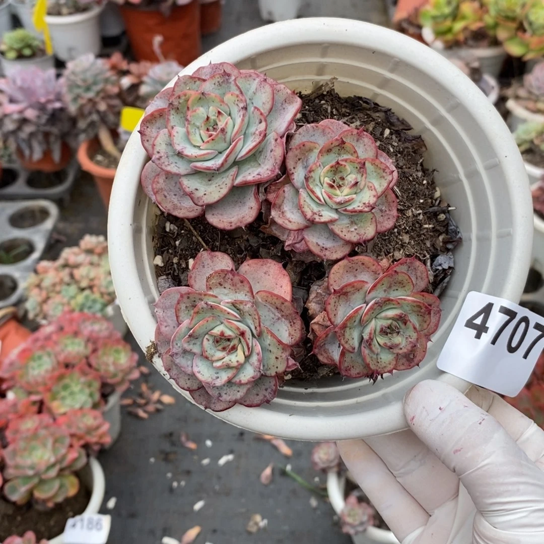 4707奶油黄桃一物一拍
