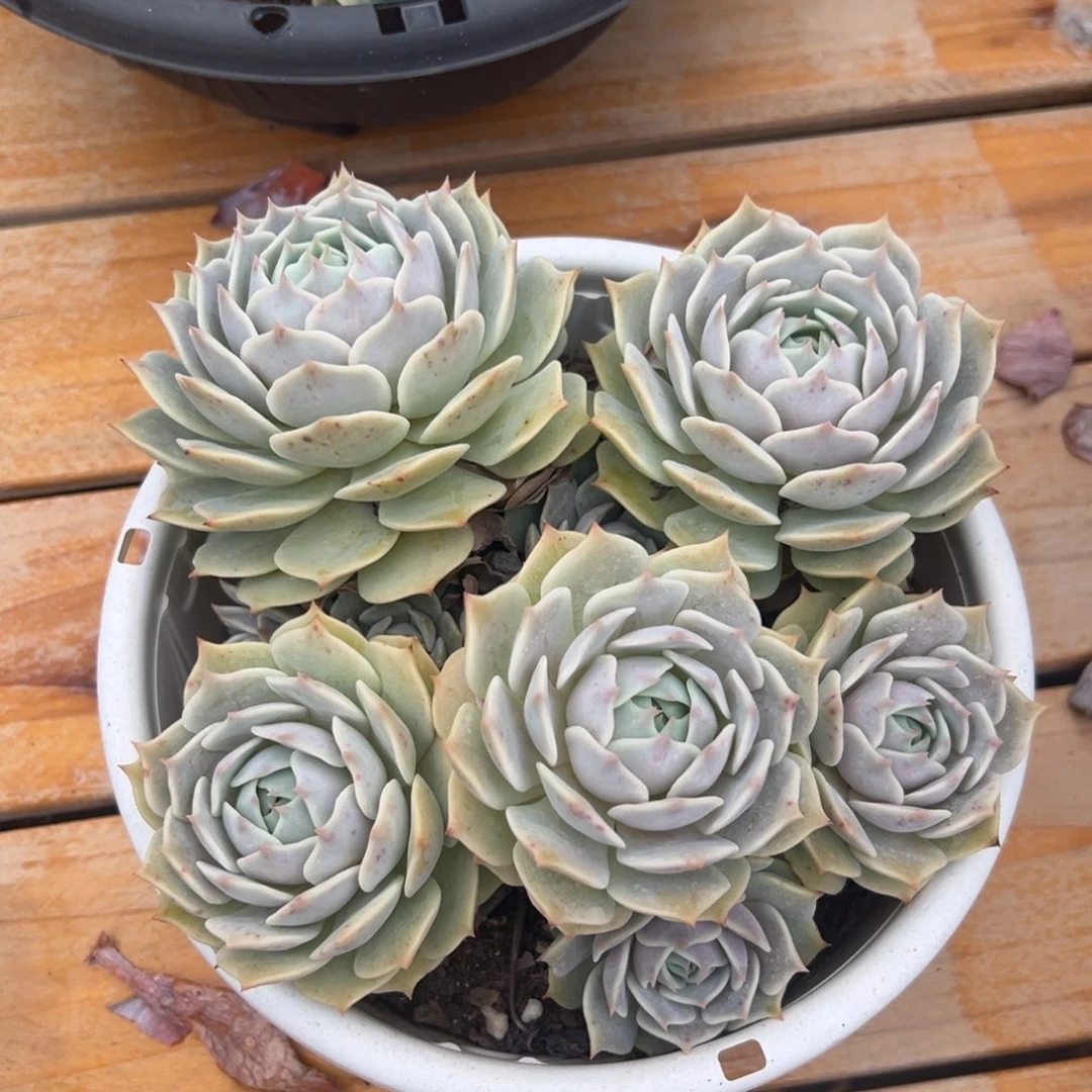 多肉植物多头露娜莲