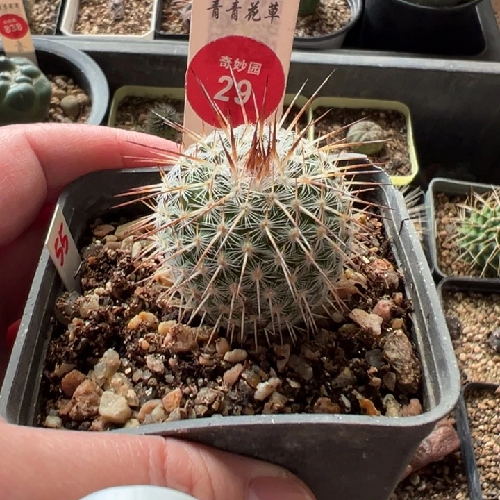 实生特选长刺白王丸3.3cm