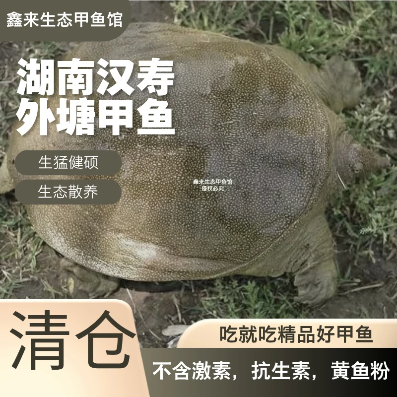 【湖南外塘甲鱼5只】生态散养外塘青黄背甲鱼共5斤鲜活到家包邮