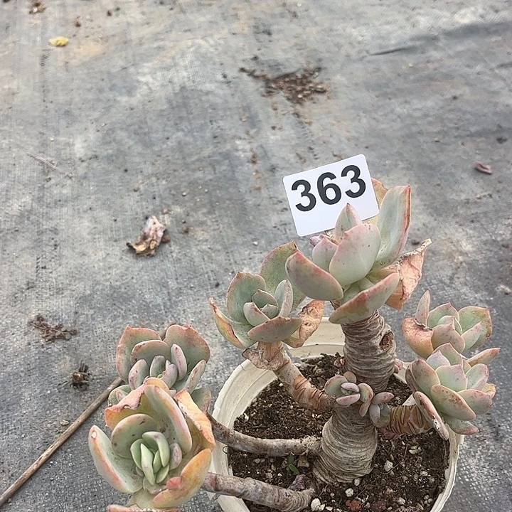 跟***！363不售后白凤脱土发货不退不换