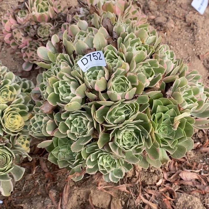 阳***沫752女要多肉植物大事
