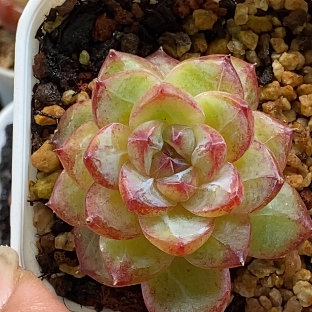 天官赐福百无禁忌