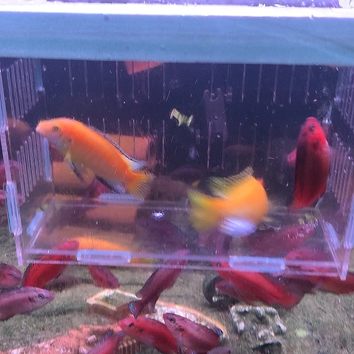 慈鲷鱼直播非洲2条