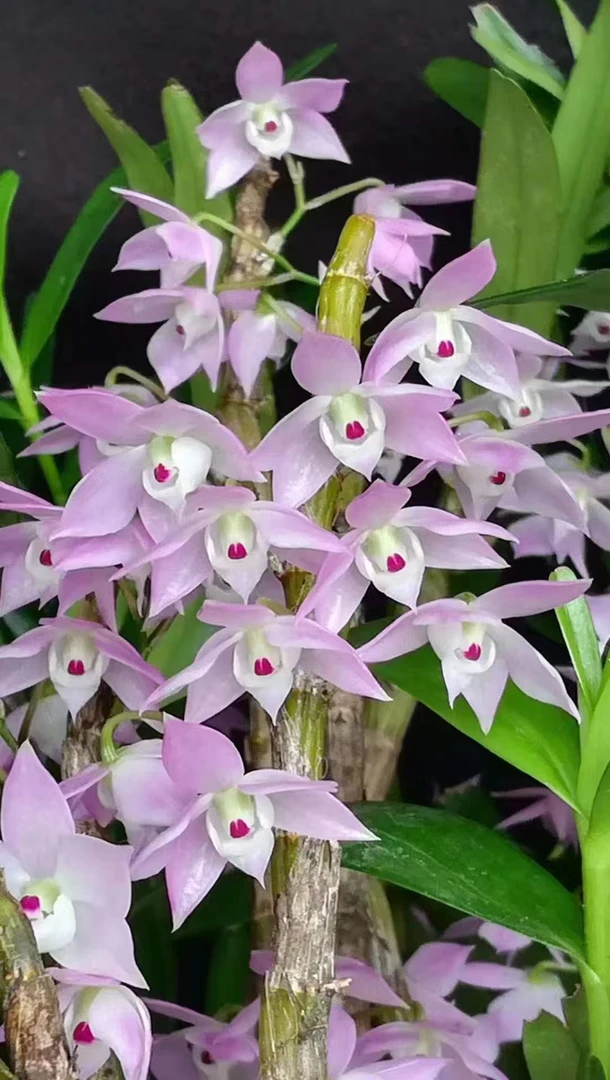 广西重唇石斛盆栽室内阳台都可养护要用食用滋补石斛