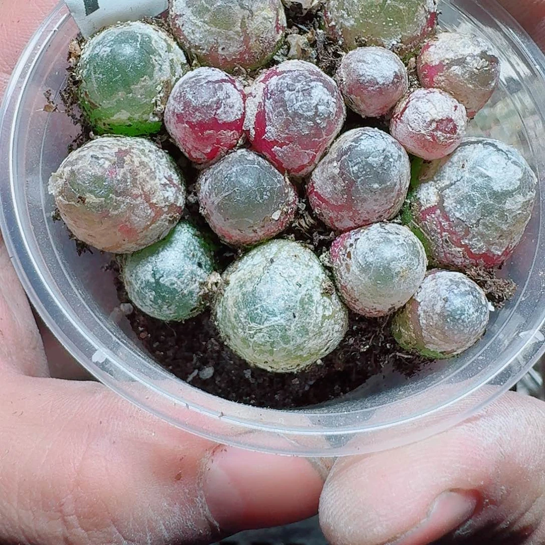 281 多肉植物多肉植物