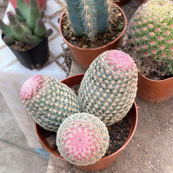 鸵****233333333333333