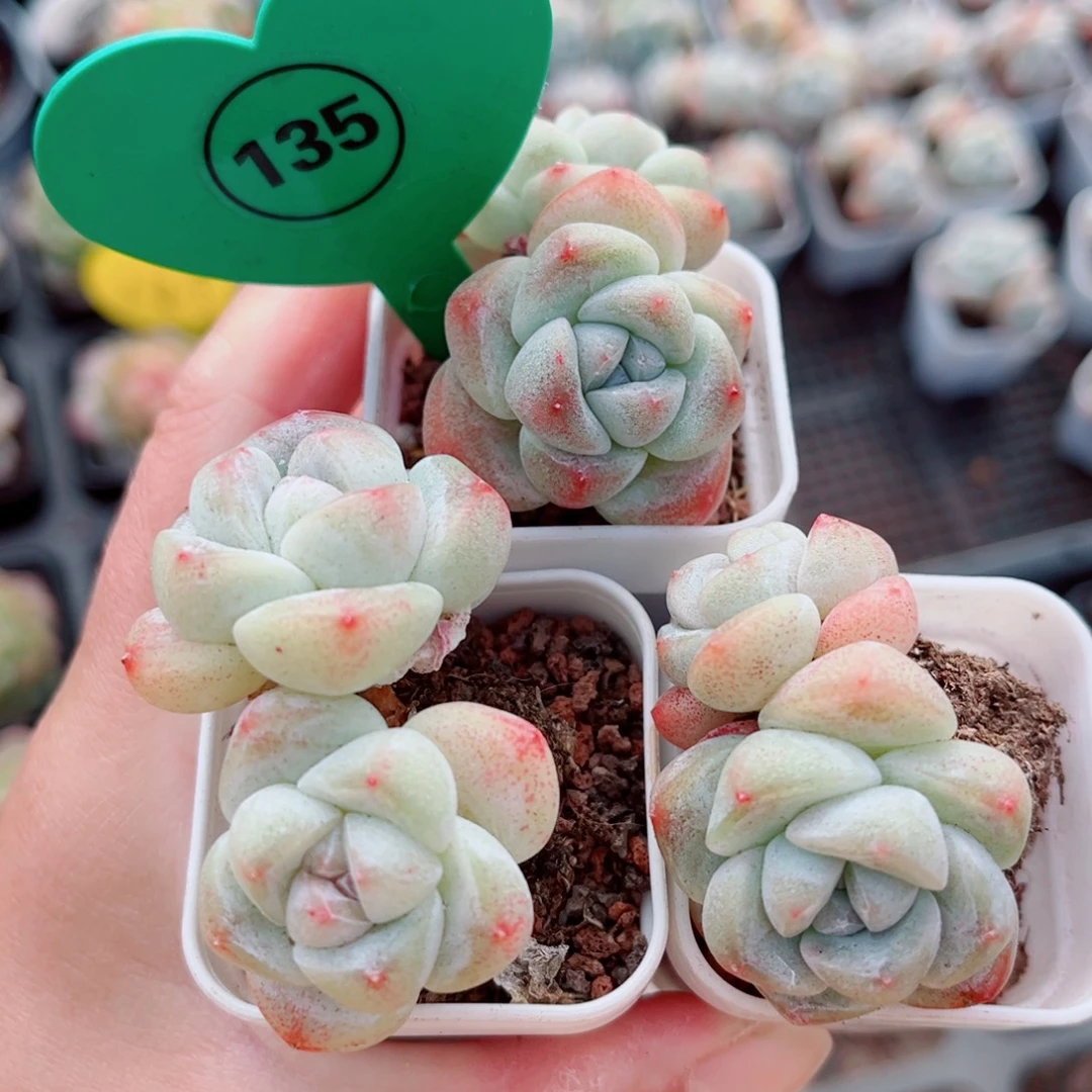 135号小老桩冰玉双头3颗组合