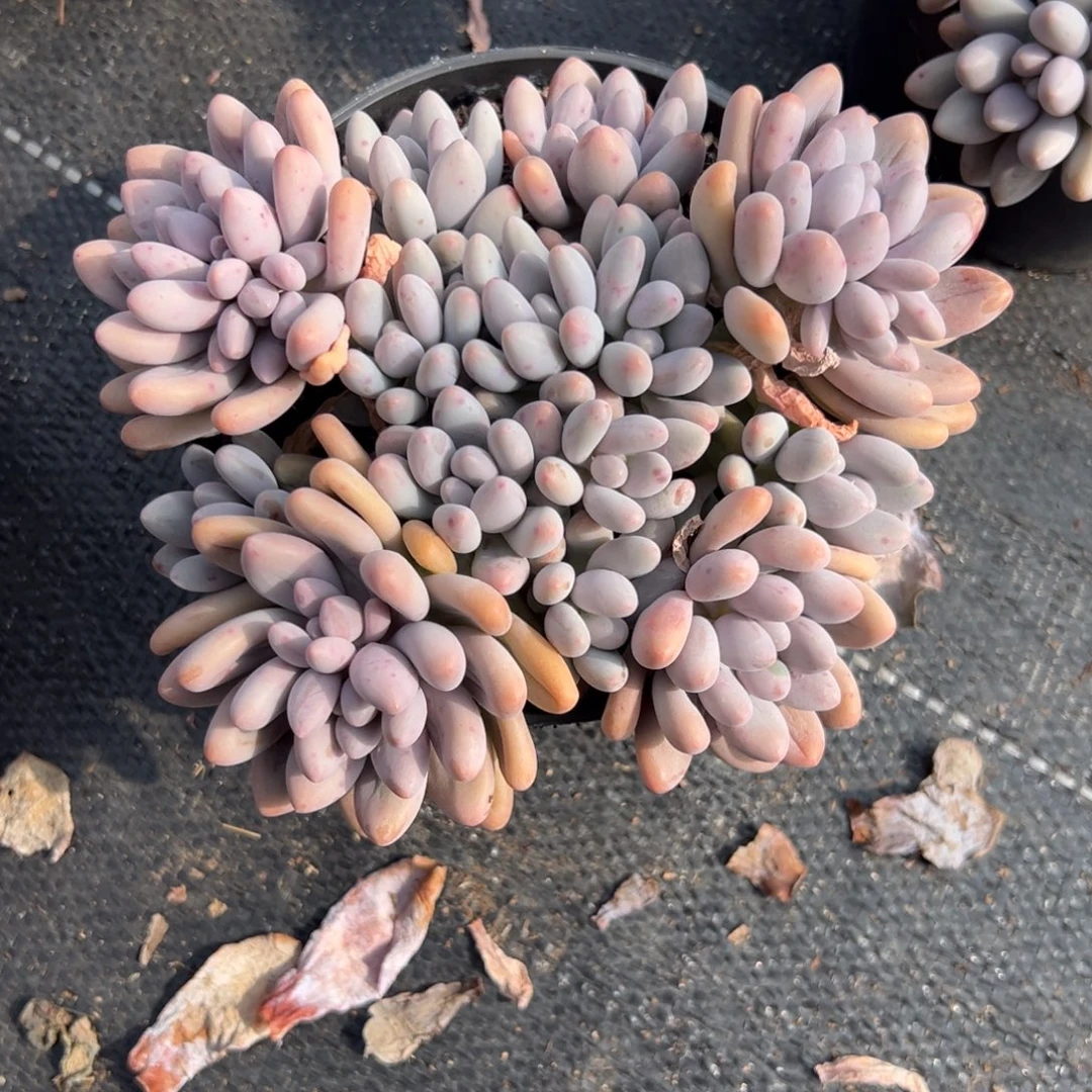 多肉植物粉色恋人