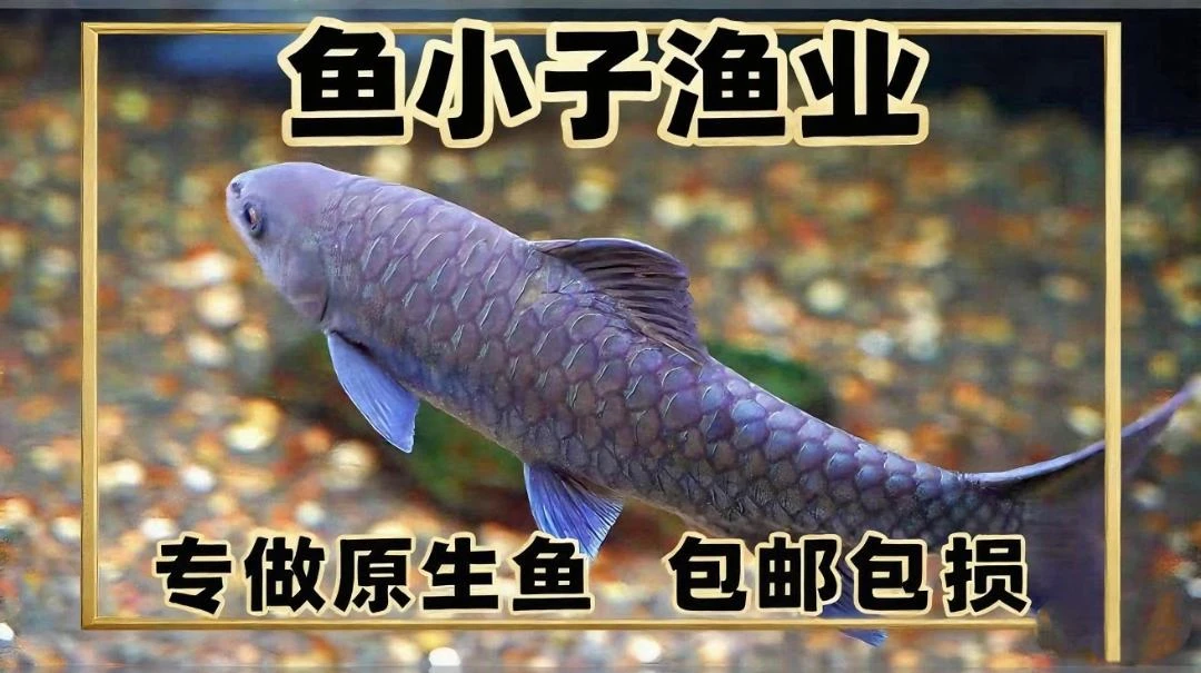2.原生观赏鱼包邮包损活体