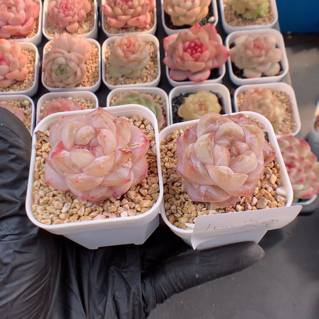 多肉植物。 心尖宠专拍