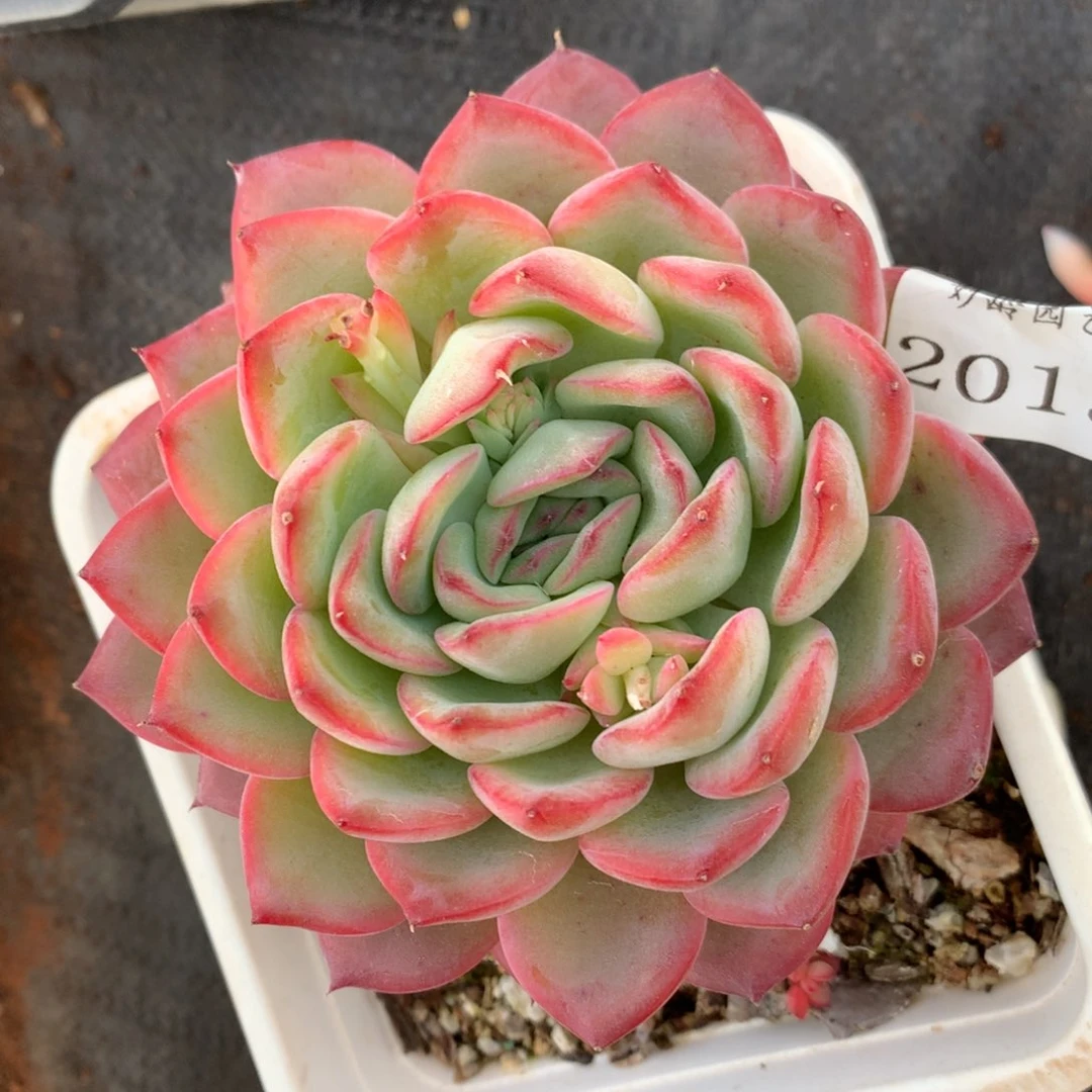 2015杂交精品基地10厘米