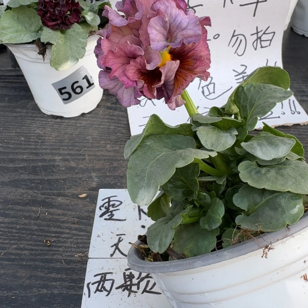 全部花朵835号洛可可