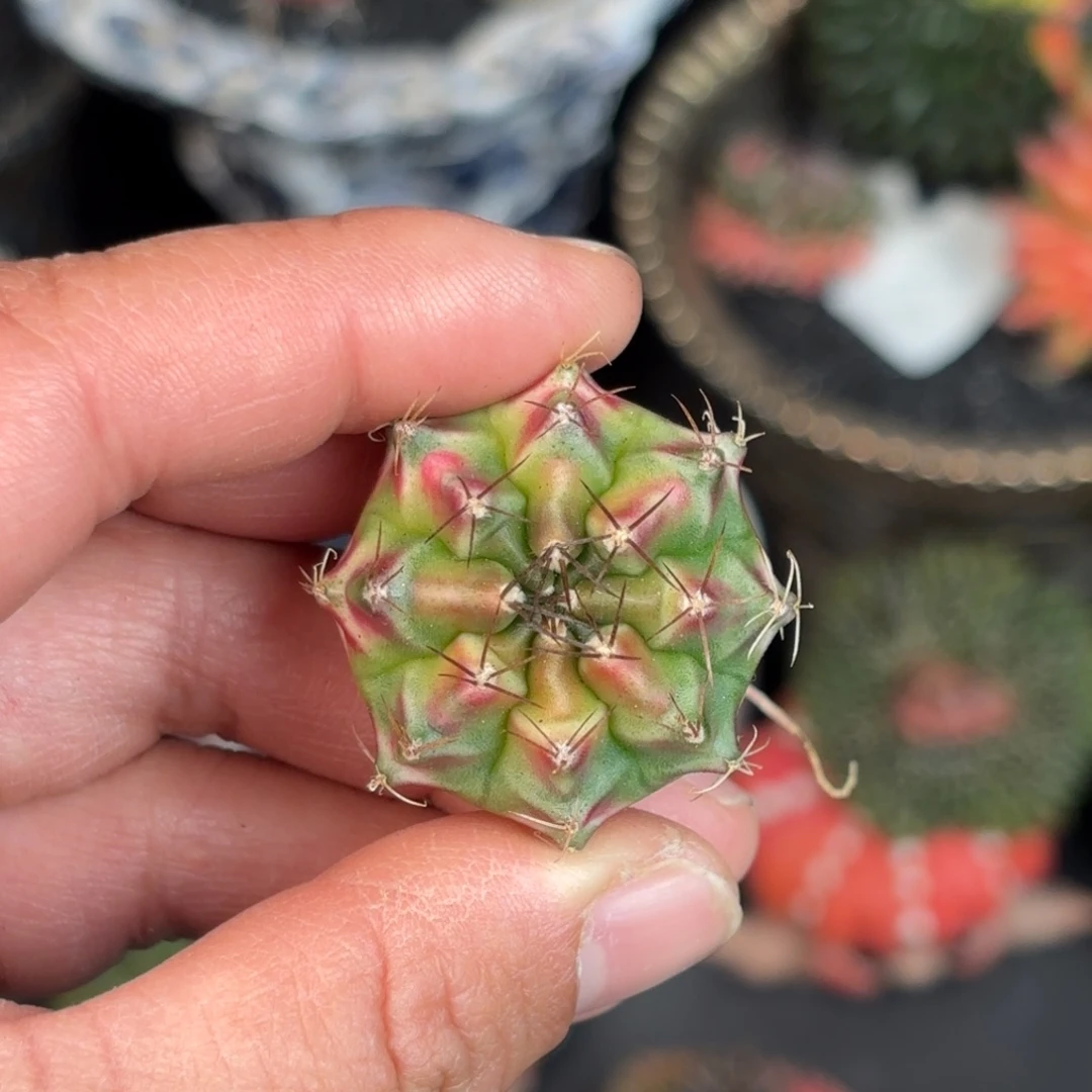 泰系米哈仙人球开播福利