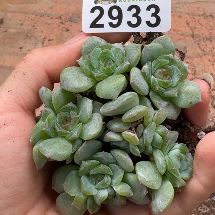 无花朵多肉植物多肉植物