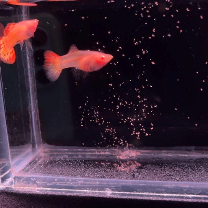 孔雀鱼红龙白子玻璃猫1对