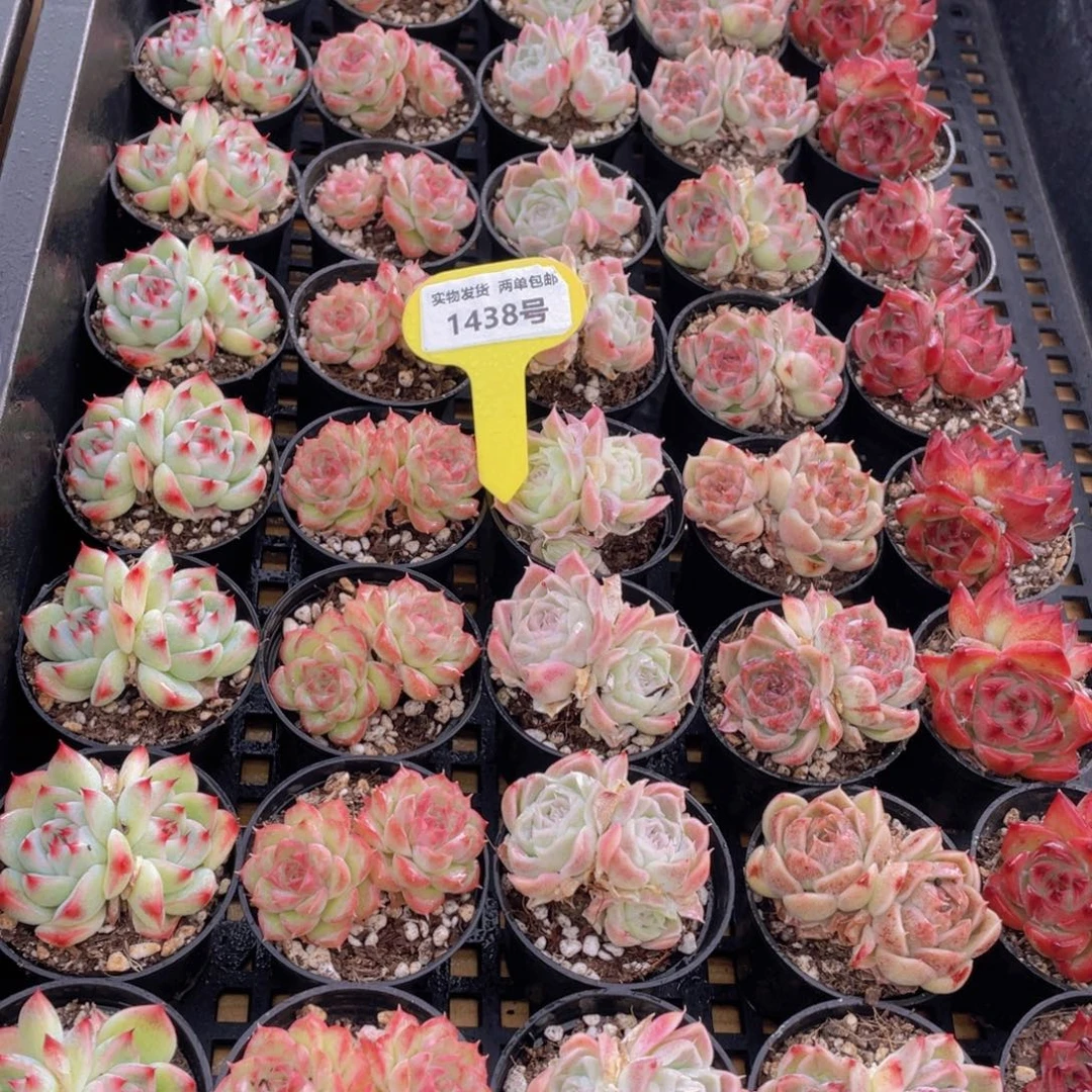 1438号 精美组合双头5个