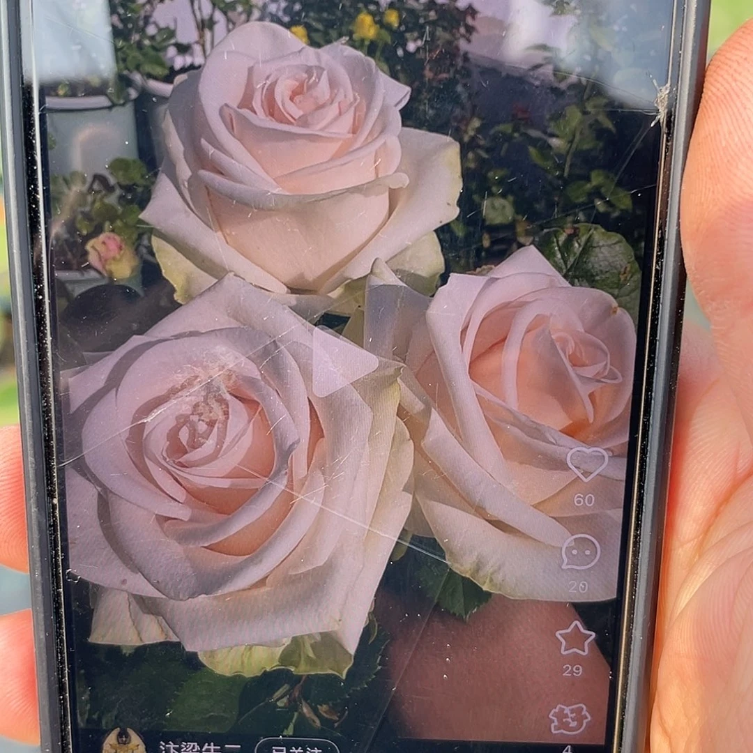 无花朵————-花园精灵 月季