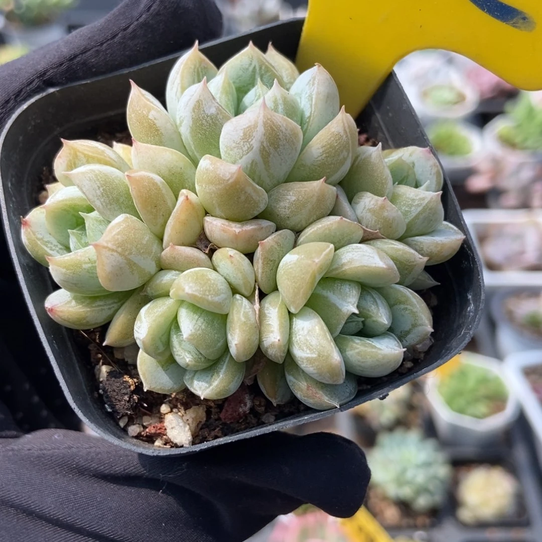 952爱莎公主多肉植物