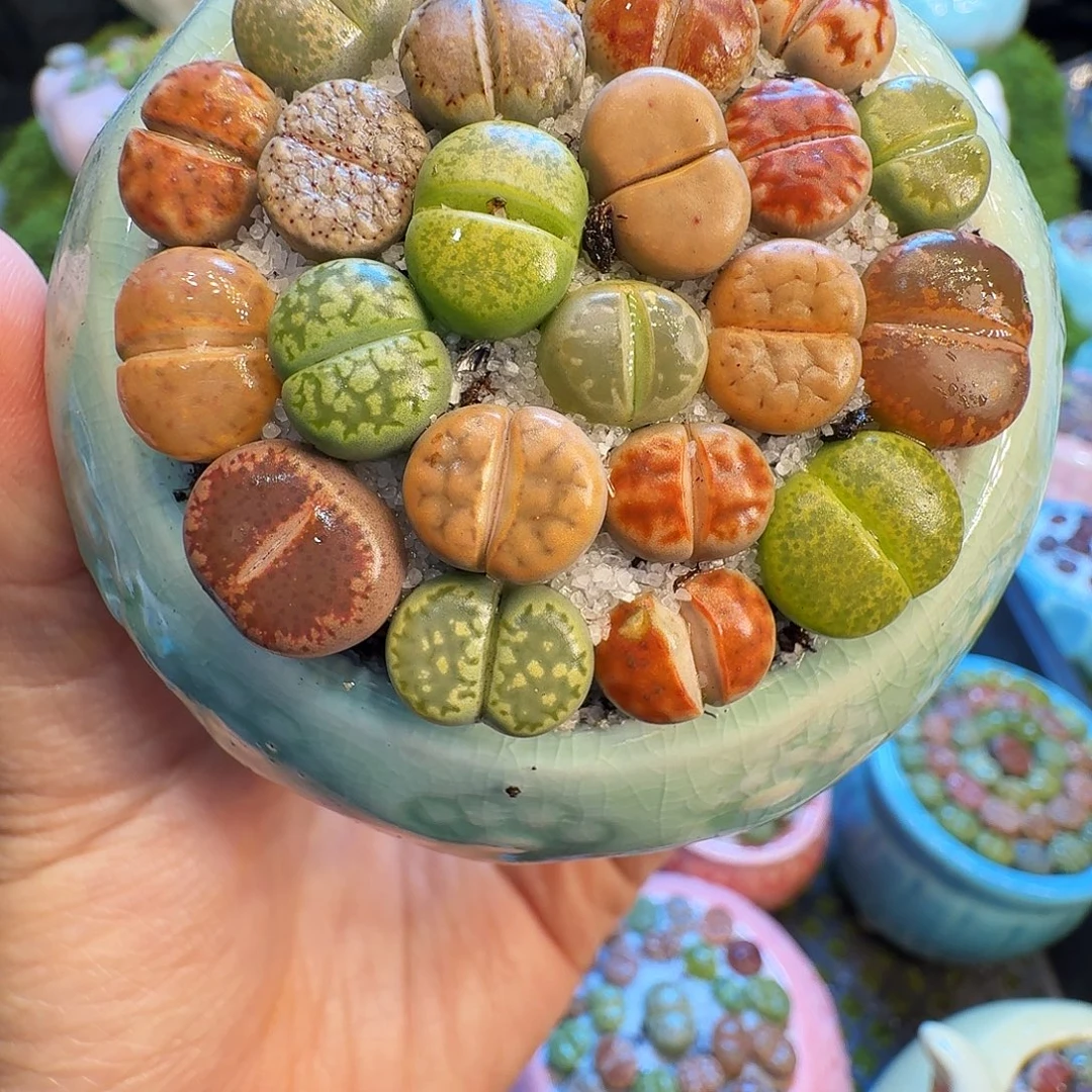 多肉植物福利冲1332