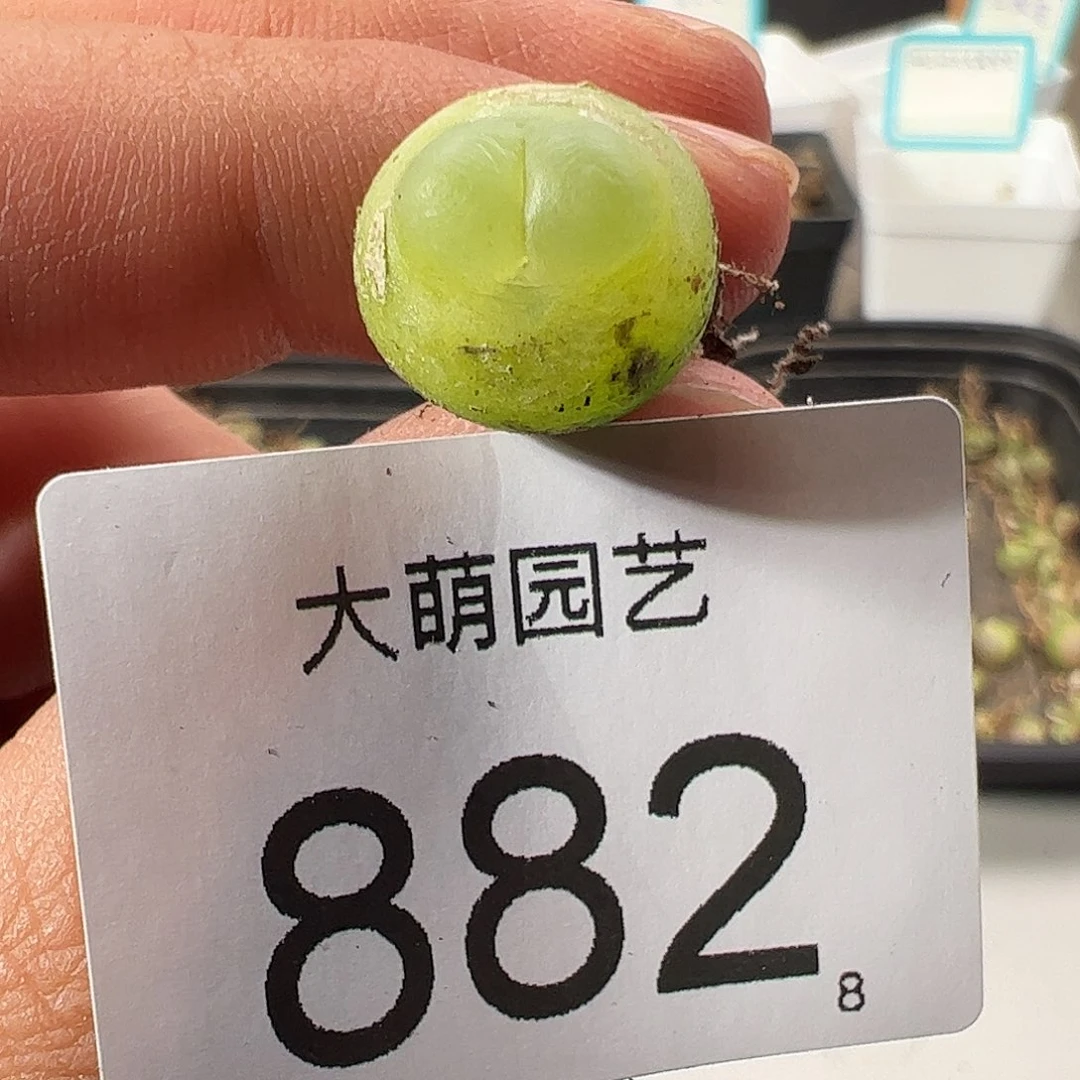 啊****a0000882 一物一拍……