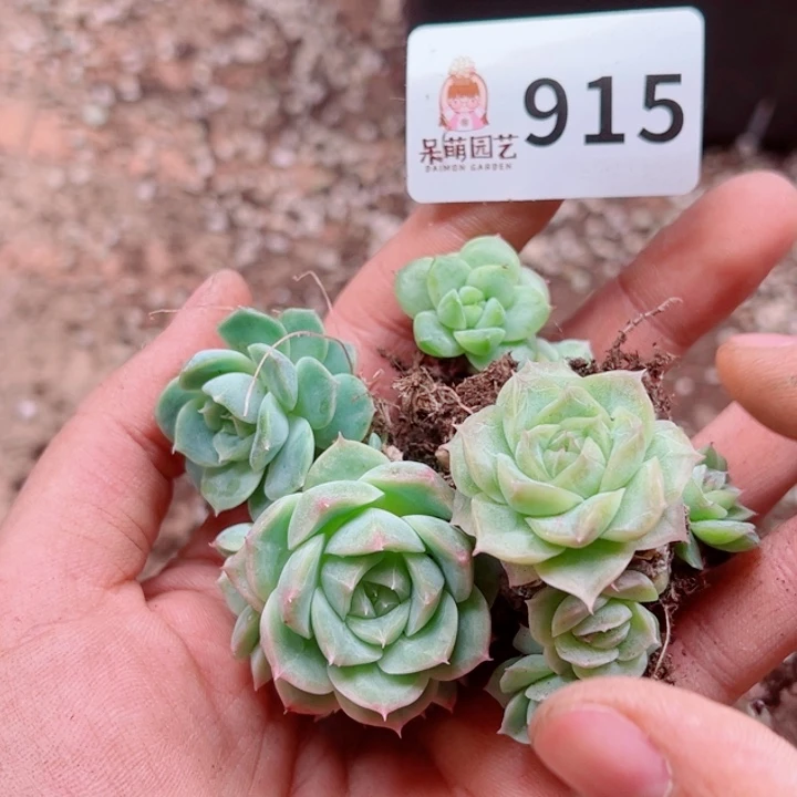 可***可多肉植物多肉植物