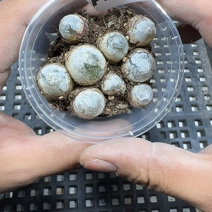 160 多热植物多肉植物