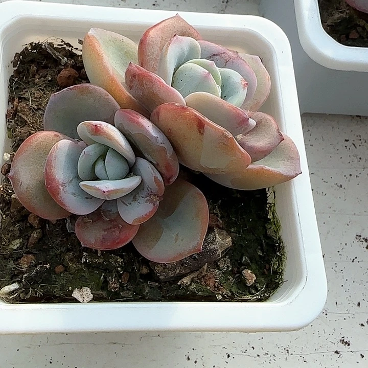 玛***?青蛙王子儿童牙膏111