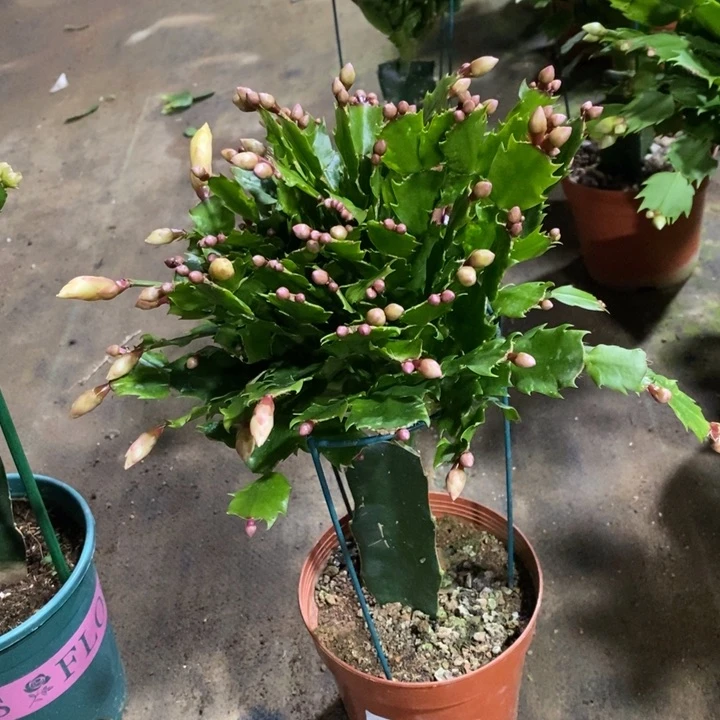 当前无花栽培后可以开花快***你856黄索