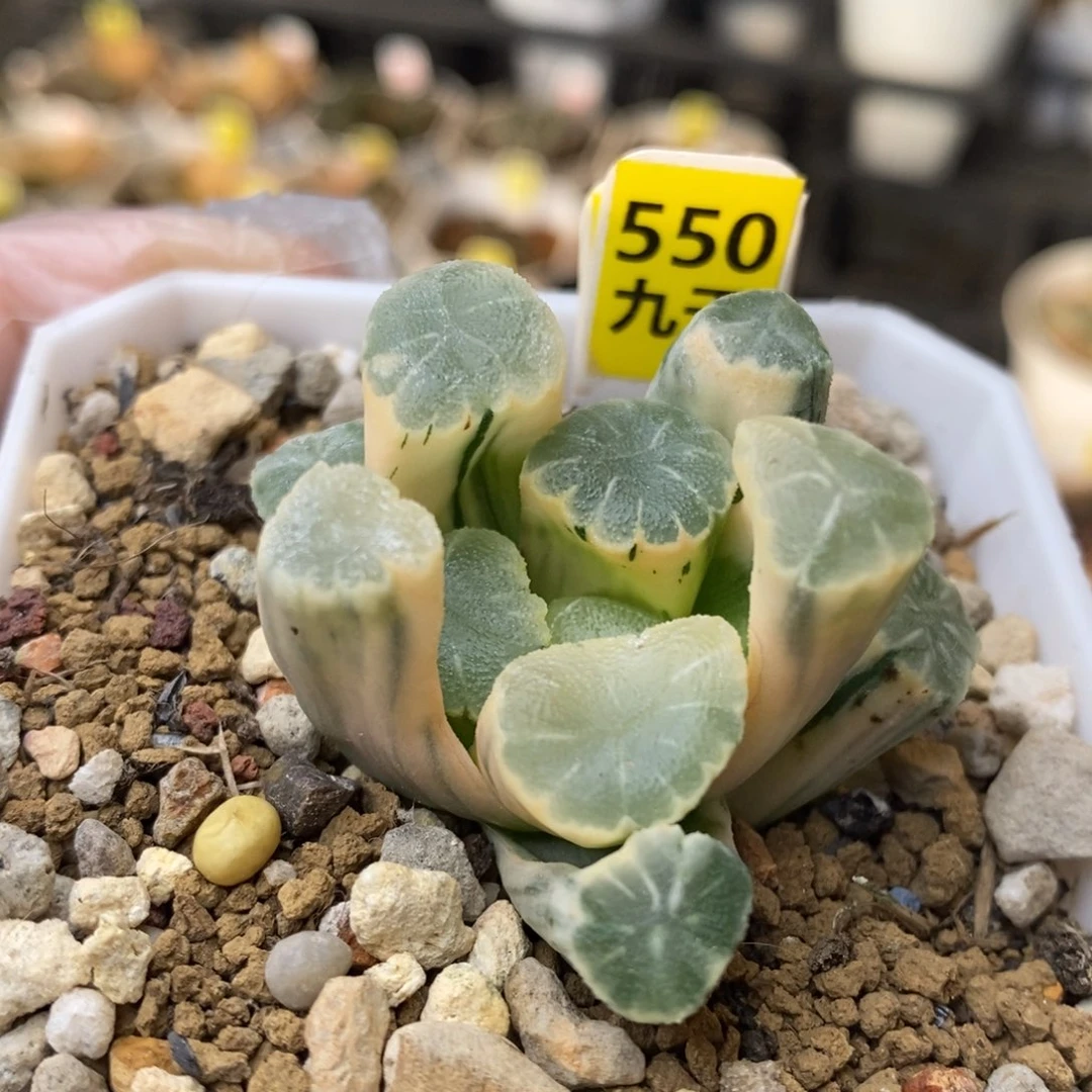 550号糊斑万象锦带盆发货