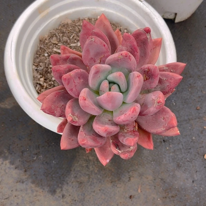 桃花源多肉植物3 4