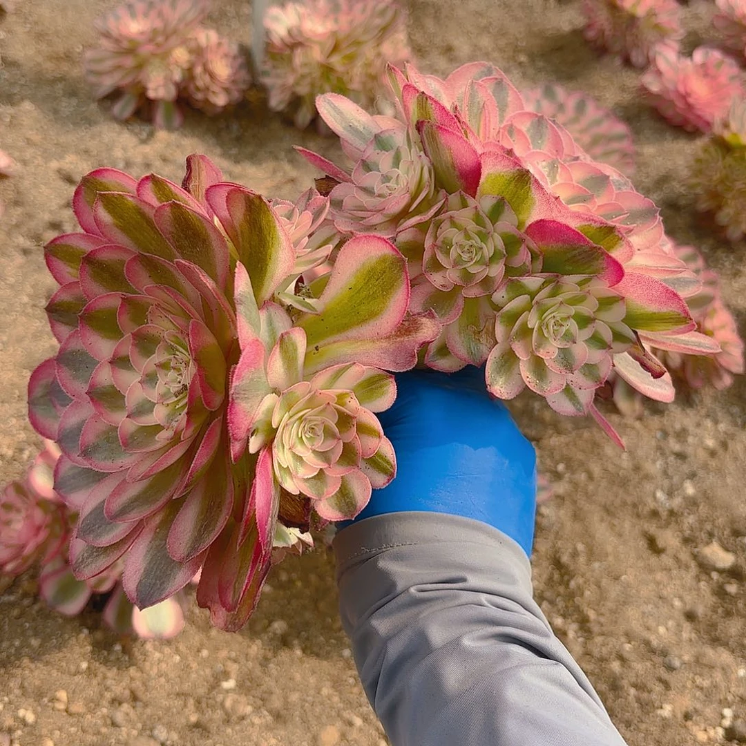 荔枝多肉植物两颗五号