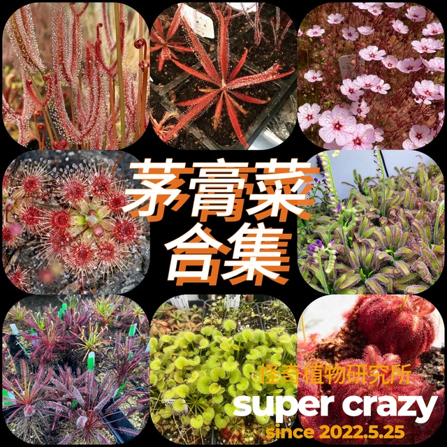 Drosera茅膏菜合集食虫植物雨林缸微景观造景虫子杀手趣味植物