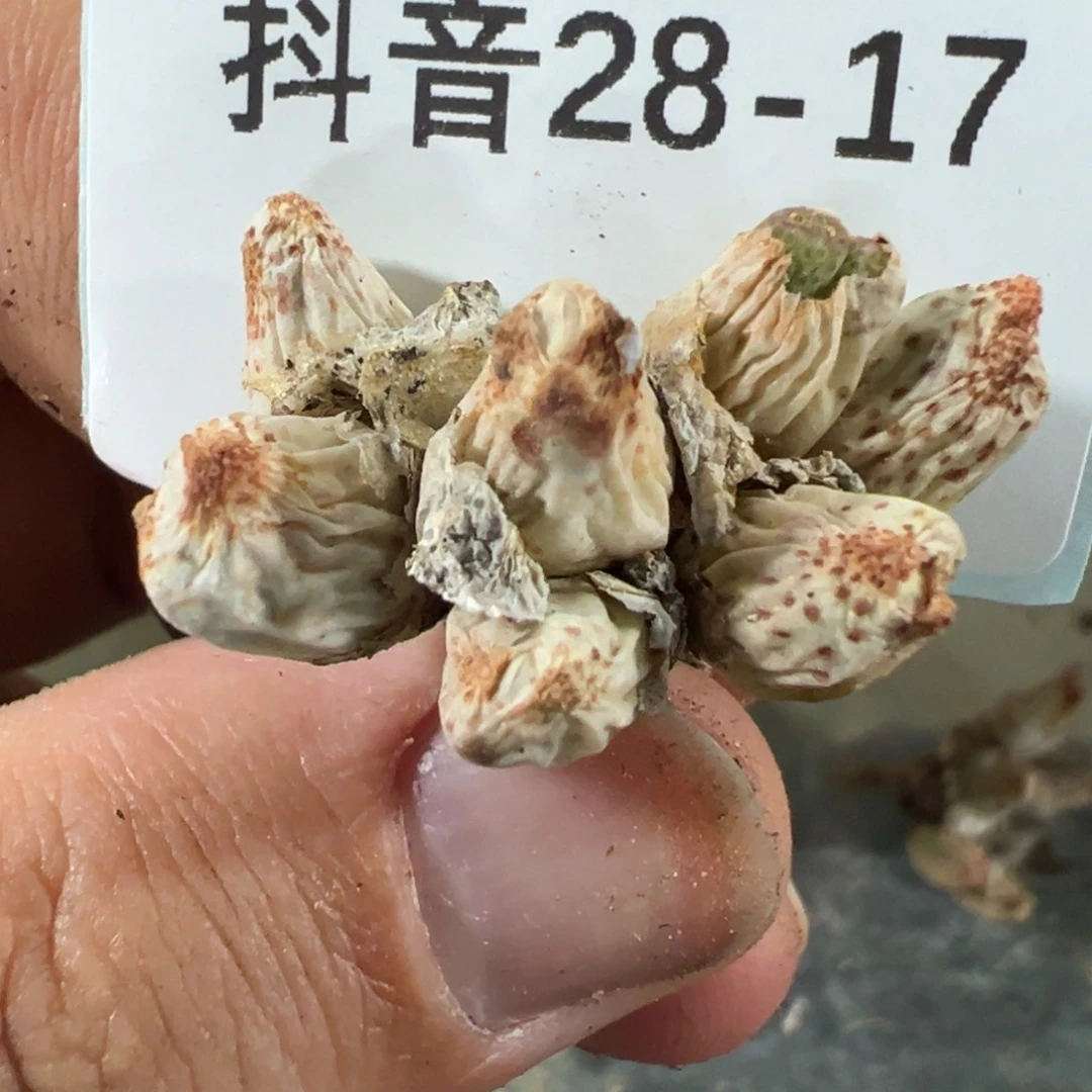 28-17肉锥多肉植物