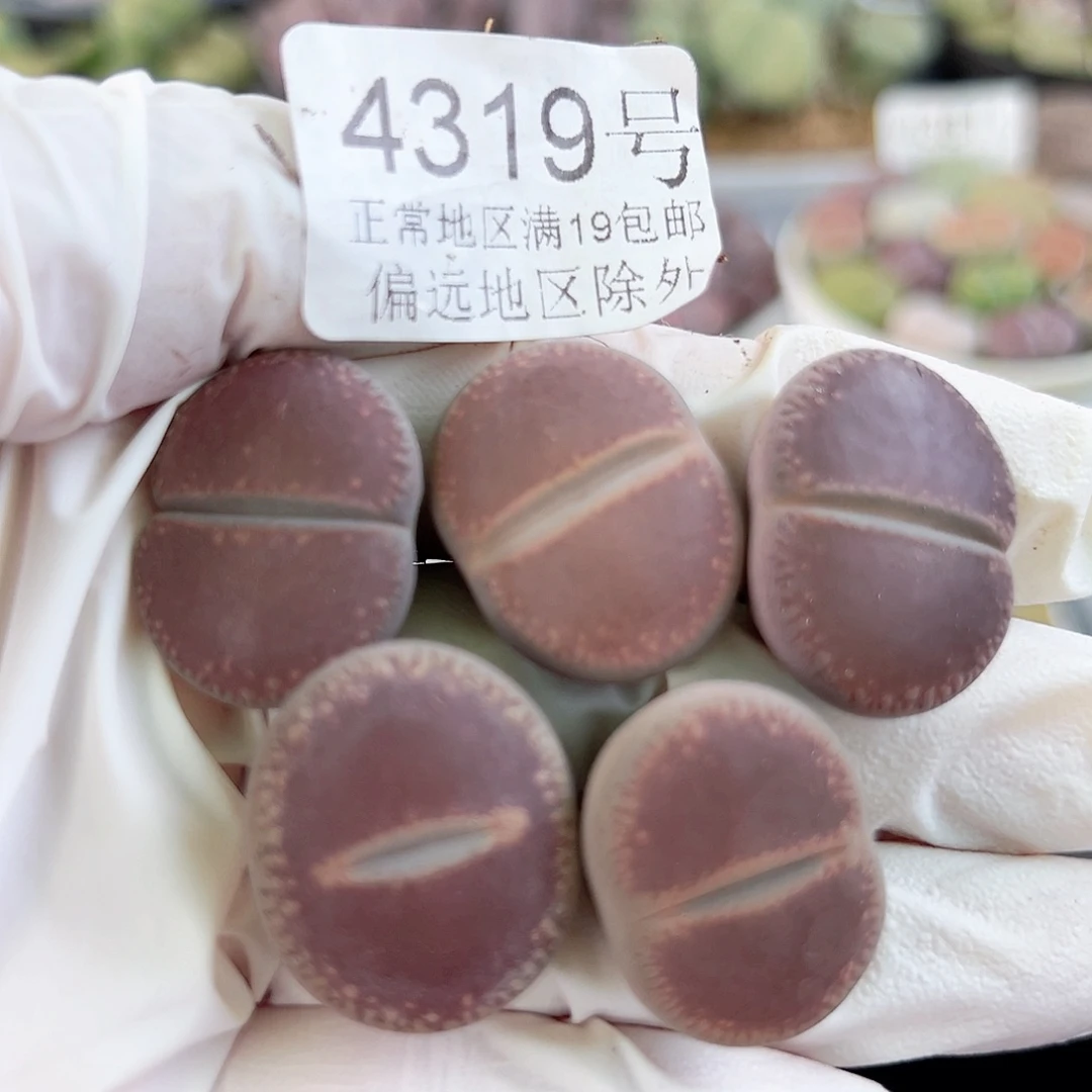 4319 好养易活生石花大母本