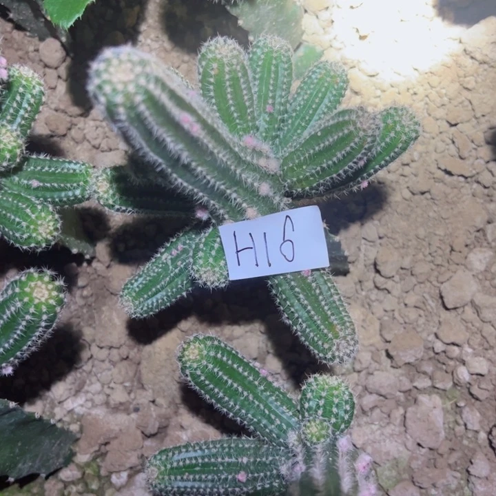 花****?H16嫁接白檀林啃之怒30