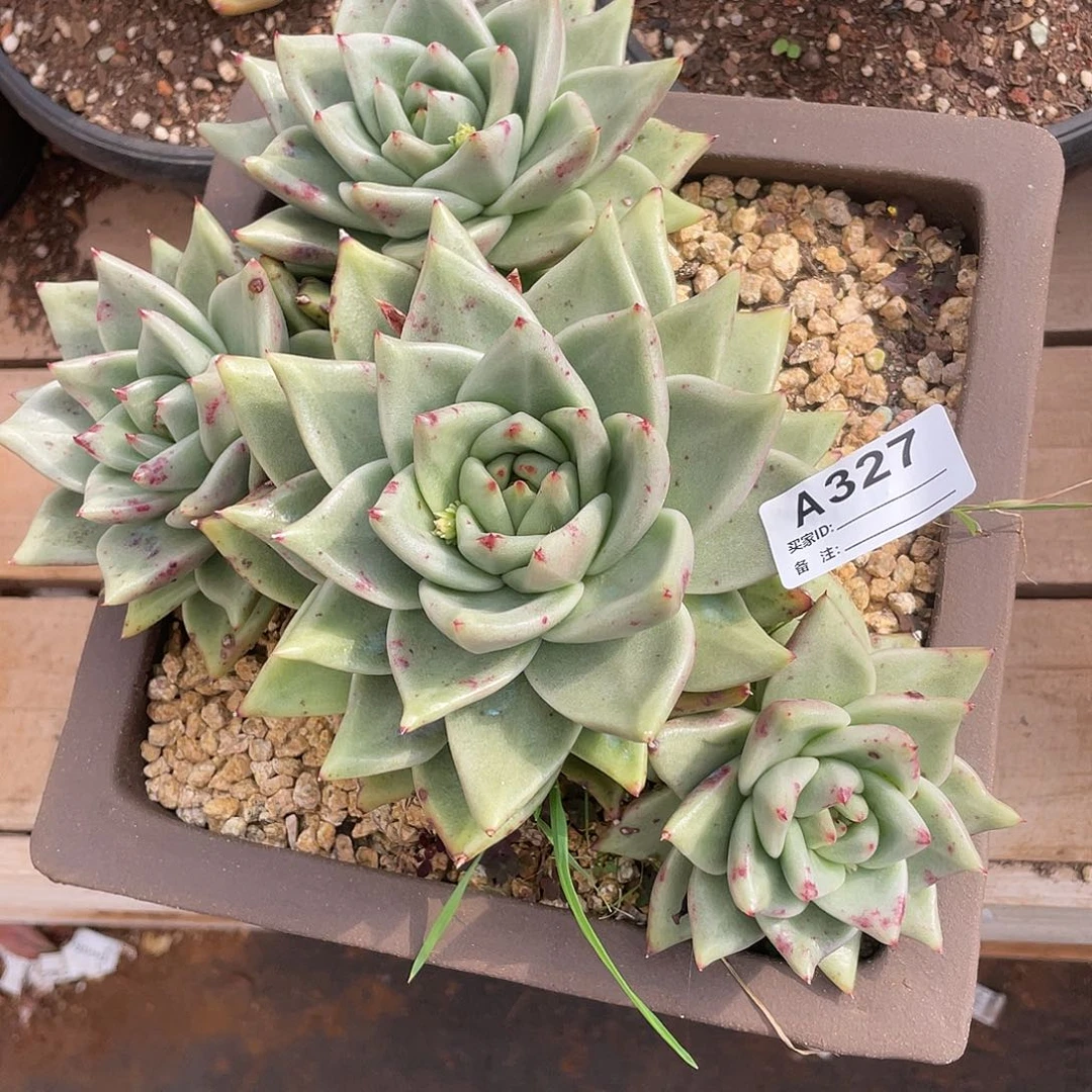 若如东云单拍A327