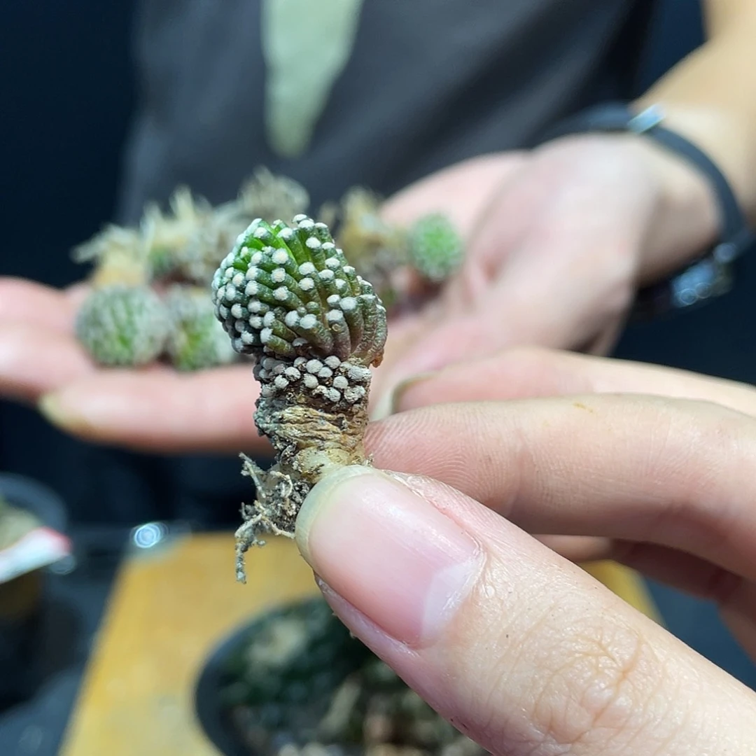 歪头自根松针牡丹1颗