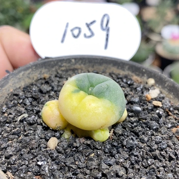 1059号实生海鲜锦群生3.2cm