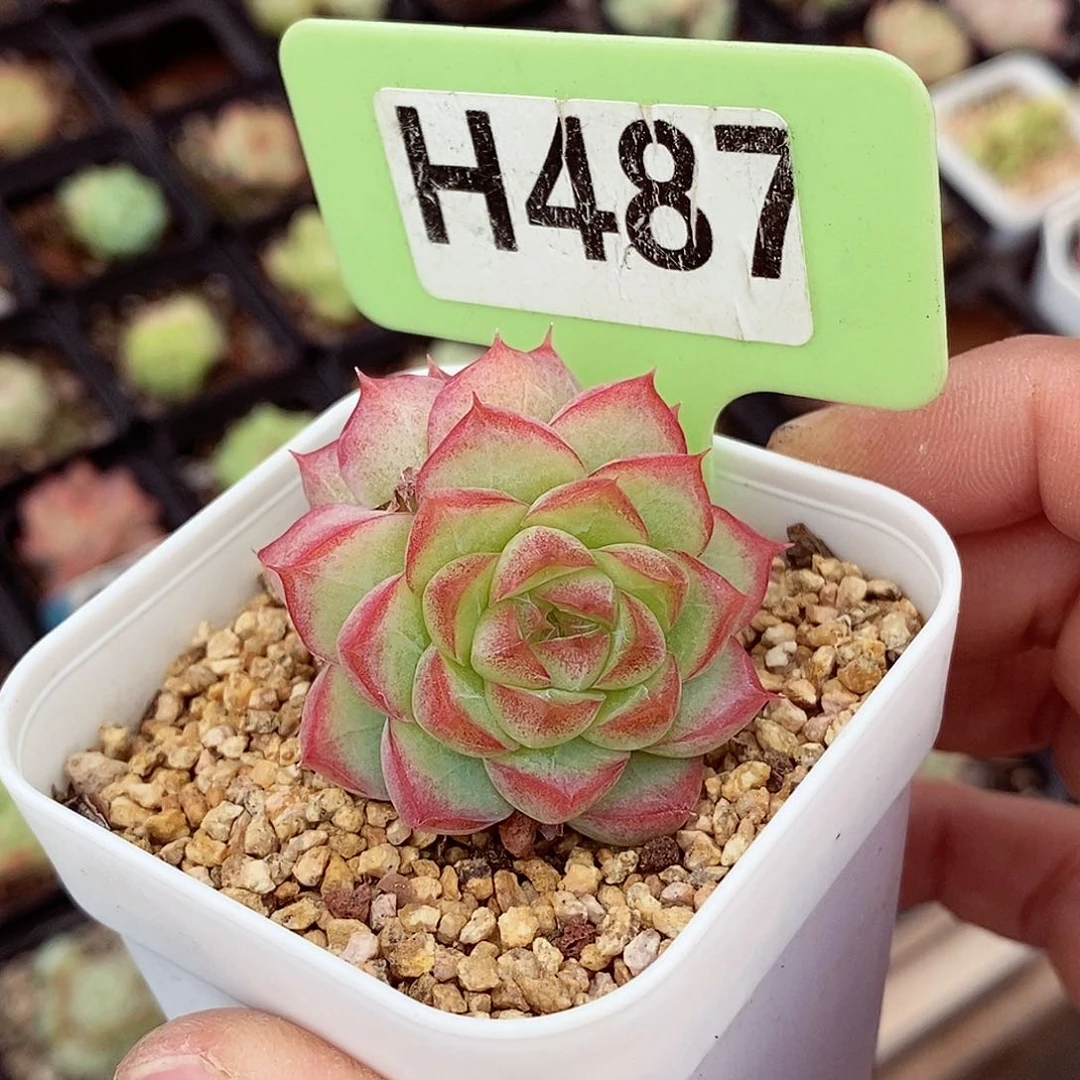 女王5-6cm多肉植物