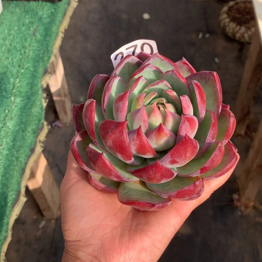 270惊鸿仙子多肉植物