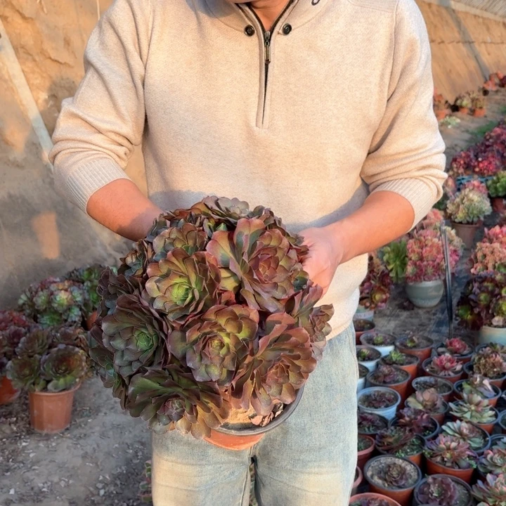 精品超大颗魅金玫瑰