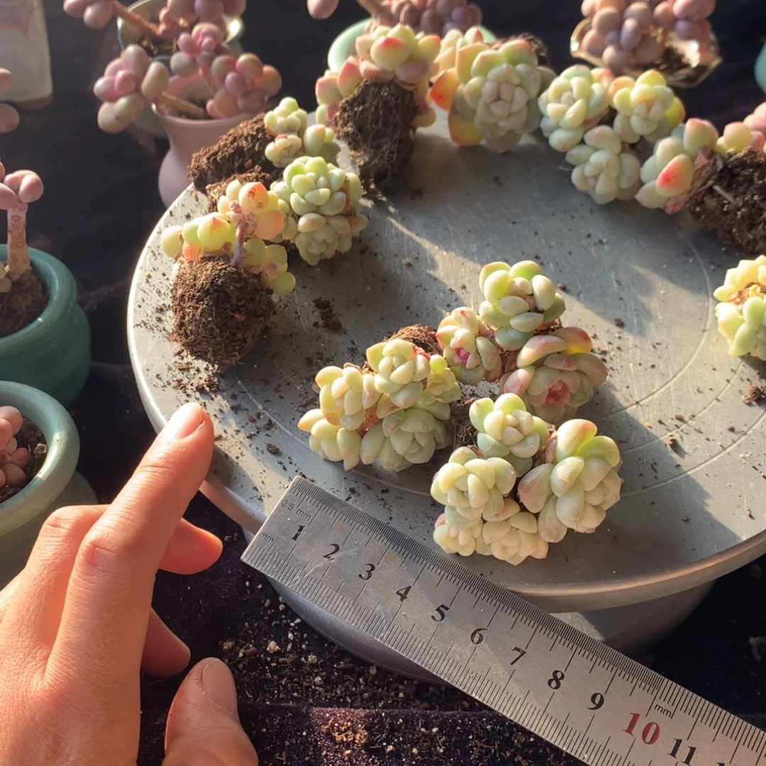 丁****ᰔ3颗偏远地区不包邮的