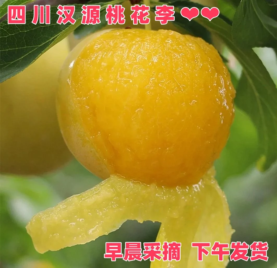 四川汉源桃花李冰糖李现摘黄金李应季孕妇水果酸甜可口3斤5斤