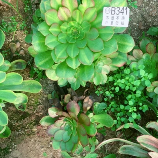 多肉植物倾城中班341