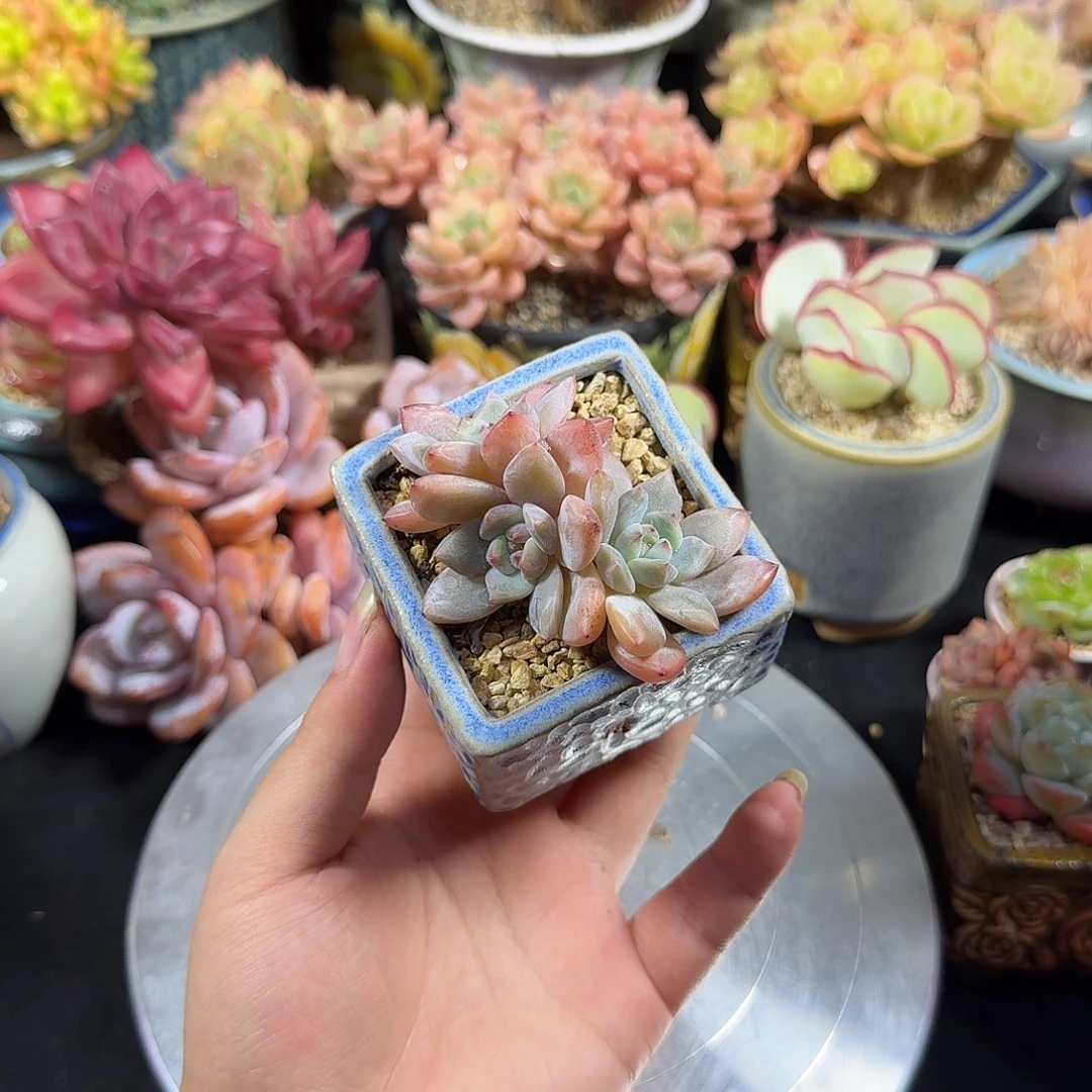 橙子7cm 带盆土发货 满35包邮