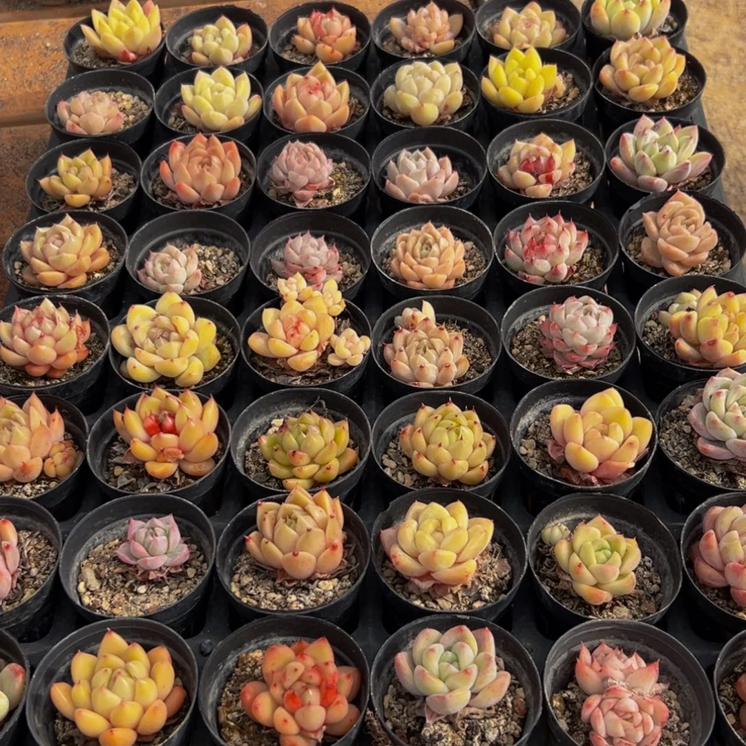 189多肉葡萄领导人的亲切