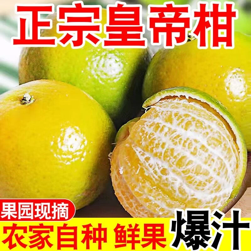 【次日达】广东正宗皇帝柑贡柑新鲜现摘皮薄肉厚多汁当季水果带箱5斤广东省